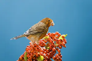 Canaries: Common canary eating berries of firethorn