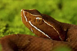 Moccasin: Common Cantil / Mexican Moccasin