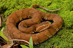 Moccasin: Common Cantil / Mexican Moccasin