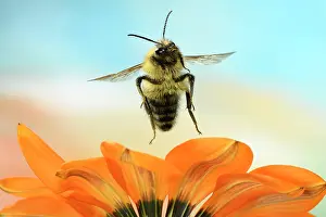 Bombus: Common Carder-bee (Bombus pascuorum), in flight