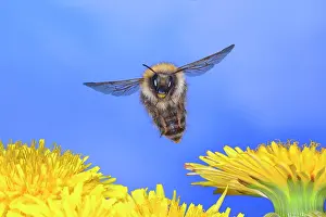 Bombus: Common carder-bee (Bombus pascuorum), in flight