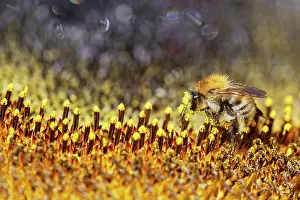 Bombus: Common Carder-bee (Bombus pascuorum) on sunflower
