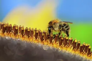 Bombus: Common Carder-bee (Bombus pascuorum) on sunflower