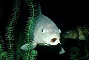 Carps: Common Carp