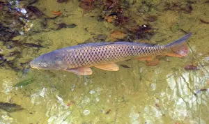 Carps: Common Carp