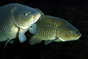 Carps: Common Carp