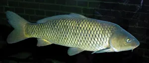 Carps: Common Carp
