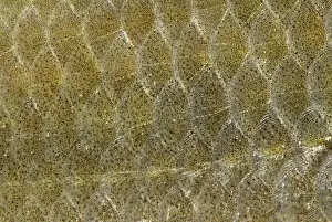 Carp: Common Carp