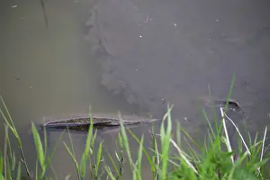 Carp: Common Carp