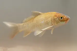 Carp: Common Carp