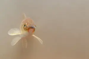 Carp: Common Carp