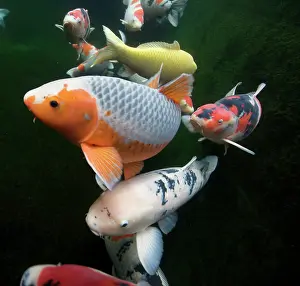 Carp: Common Carp