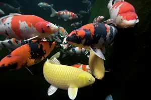 Carp: Common Carp