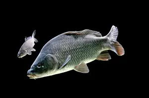 Carp: Common carp, (Cyprinus carpio), captive, France