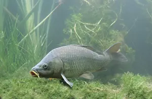 Carp: Common carp (Cyprinus carpio), captive, France