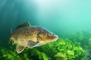 Carp: Common carp (Cyprinus carpio) floating above aquatic