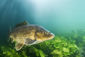 Carp: Common carp (Cyprinus carpio) swimming above the