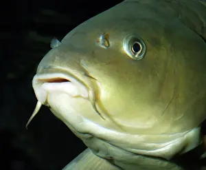Carps: Common Carp - European freshwaters