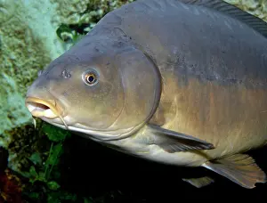 Carp: Common Carp leather variety