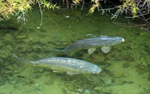 Variant: Common Carp and Mirror Carp (variant)