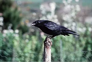 Posts: COMMON / CARRION CROW