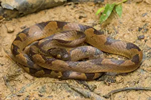 Leptodeira: Common Cat-eyed Snake