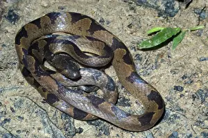 Reptilian: Common Cat-Eyed Snake