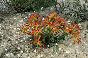 Humilis: Common Catspaw
