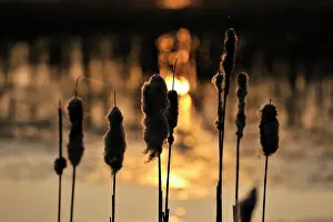 Cattail: Common Cattail