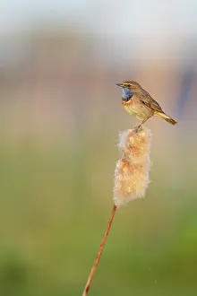 Cattail: Common Cattail