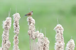 Cattail: Common Cattail