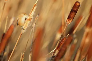 Panurus: Common Cattail
