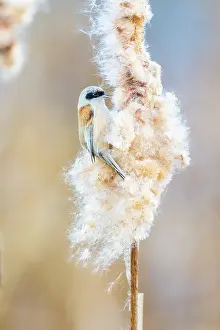 Cattail: Common Cattail