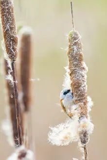 Cattail: Common Cattail