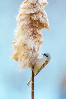 Cattail: Common Cattail