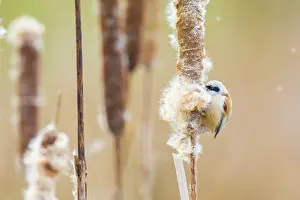 Cattail: Common Cattail