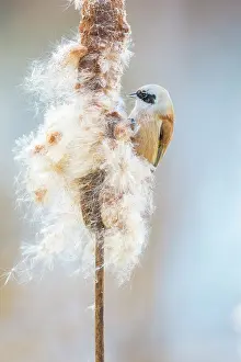 Cattail: Common Cattail