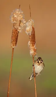 Schoeniclus: Common Cattail