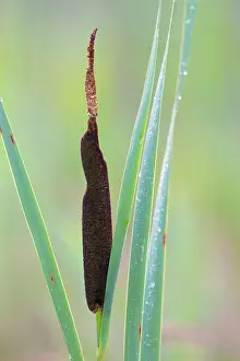 Cattail: Common Cattail