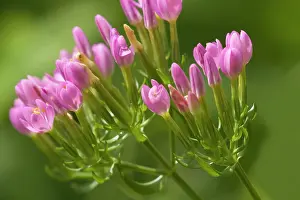 Erythraea: Common Centaury