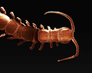 Centipedes: Common Centipede