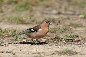 Chaffinches: Common Chaffinch