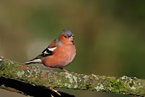 Vriezenveen: Common Chaffinch