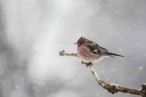 Elderberry: Common Chaffinch