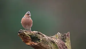Lemelerberg: Common Chaffinch