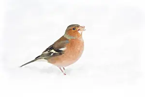 Essex: Common Chaffinch