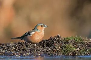 Coelebs: Common Chaffinch