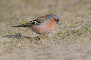 Waterleidingduinen: Common Chaffinch
