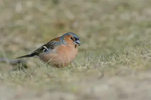 Waterleidingduinen: Common Chaffinch