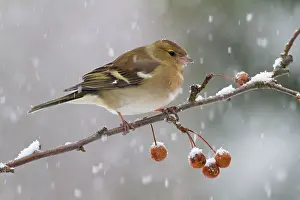 Coelebs: Common Chaffinch